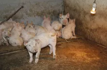 Odczuwalna temperatura zależy nie tylko od temperatury pomieszczenia, ale także od wilgotności powietrza i podłoża, a także zdrowotności zwierząt czy poziomu ich odżywienia