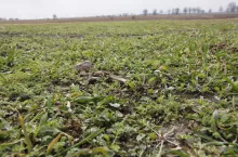 Zachwaszczony rzepak wczesną wiosną rumianowate, maruna nadmorska