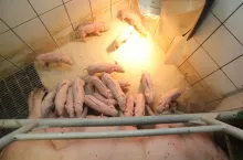 Przy 17 żywych prosiętach średnia m.c. to 1,2 kg, a 30% z nich waży poniżej 1 kg.