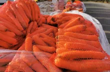 Marchew w workach Bronisze