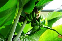 &lt;p&gt;Bananowiec w polskim ogrodzie. Czy w naszym klimacie mogą rosnąć banany?&lt;/p&gt;