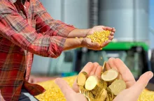 Ruszyły dopłaty do kukurydzy. Stawka jest mniejsza niż zakładano