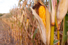 dopłaty do kukurydzy