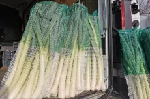 Pory w workach Bronisze