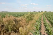 Biegnące wzdłuż pól rowy można zaliczyć do obszarów nieprodukcyjnych, o ile są w posiadaniu rolnika.