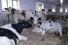 W kojcu porodowym na jałówkę powinno przypadać 11–11,5 m² powierzchni