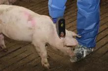 Zaletą automatów bezigłowych jest powtarzalność głębokości podania do skóry oraz dokładność dostarczanej dawki