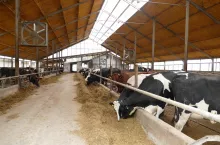 U dorastającego bydła cykl świetlny dnia długiego wspiera rozwój wymienia oraz wykorzystanie paszy.