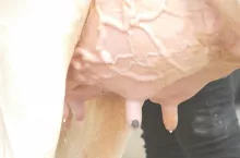 Przyczyną ponad 60% wszystkich przypadków klinicznych mastitis, występujących do 3 miesiąca po wycieleniu, są infekcje bakteryjne, do których doszło w okresie zasuszenia