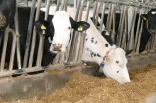 Krowy zasuszone nie regulują dobrze pobrania suchej masy w oparciu o swój bilans energetyczny, co sprawia, że istnieje u nich ryzyko pobrania zbyt dużej (w stosunku do zapotrzebowania) ilości energii