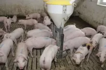 Ceny tuczników z ds. 14.12.23