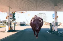 Byk na stacji benzynowej