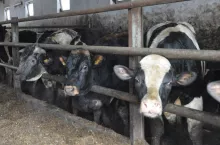 Jak uspokoić byki w oborze? Podajemy kilka wskazówek!