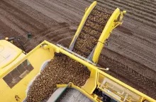 Zbiór ziemniaków kombajnem ROPA