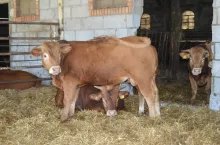 Ceny bydła 19.12.2023