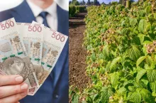 Pierwsi rolnicy dostali 2500 zł dopłaty do ha. Kiedy pozostali otrzymają pieniądze?