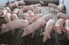 Ceny tuczników na giełdzie VEZG (20.12.2023)