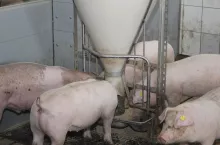 Zakłady mięsne zaopatrzyły się w surowiec z importu, trwa festiwal obniżek. Jakie są ceny świń tuż przed Świętami?