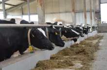 Ceny mleka wg. GUS w listopadzie wzrosły o 13 gr/l w porównaniu do paździenika br. 