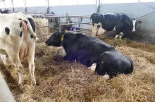 Krowa ze słabym apetytem w okresie przejściowym, będzie miała problemy z pobieraniem paszy również po porodzie