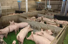 Gryzienie uszu może być efektem zbytniego zagęszczenia, jak również złego mikroklimatu lub błędów w żywieniu