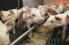 Ceny tuczników 21.12.2023