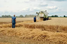 Z tej plantacji Patryka Kraszewskiego w Kraszewie Czarnym (woj. mazowieckie) zebrano w ub.r. 12,747 t/h ziarna pszenicy ozimej odmiany Chevignon. Wynik jest oficjalnym Rekordem Polski
