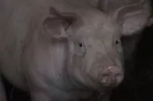 Hodowcy świń mówią, że miniony rok był dobry, nadrabiali straty i mieli nadzieję na lepsze czasy na rynku trzody. Niestety stawki w skupach mocno spadły i znów pojawiła się obawa o przyszłość. Co mówią o opłacalności produkcji świń?