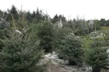 Opłacalność uprawy choinek