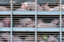 transport żywych zwierząt