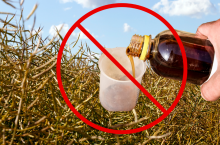 zakaz glifosatu w desykacji rzepaku