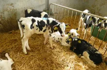 Kokcydioza cieląt jest bardzo powszechna i prawie niemożliwa do zwalczenia. Liczne badania wykazały występowanie jej u ponad 80% cieląt