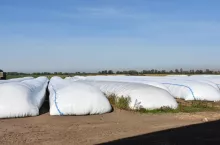 Najlepiej młóto kisi się w rękawie foliowym, tu straty paszy są ograniczone do minimum