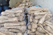 Pietruszka w workach Bronisze