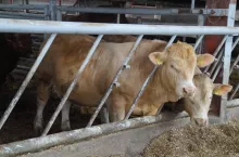 Dobrostan zwierząt: ważna zmiana terminu w ekoschemacie