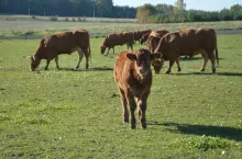Rekomendowanym rozwiązaniem jest zmiana rozporządzenia dobrostanowego poprzez wprowadzenie przepisu, który umożliwi rolnikom uzupełnienie lub korektę w systemie IRZ kierunku użytkowania bydła z uwzględnieniem przeznaczenia tych zwierząt do opasu w terminie do 5 lutego 2024 roku.