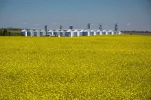 Grain elevator behind field of rapeseed blossoming.