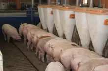 Zakłady mięsne wciąż obniżają ceny tuczników. Jakie są ceny świń pod koniec grudnia?
