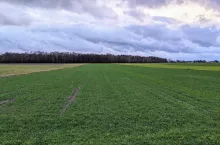 zboże oziminy