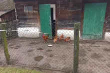 kury drób