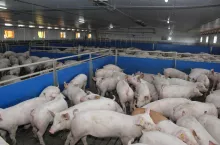 Jakie będą ceny świń w 2024 roku? Prognozy analityków