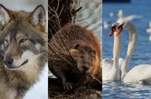 Rolnicy mają coraz większe problemy na polach i w gospodarstwach z gatunkami zwierząt będącymi pod ochroną.