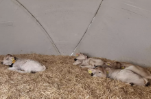 Specjaliści odchowu cieląt potwierdzają, że wcześniejsze utrzymanie w grupie niesie ze sobą wiele korzyści, zarówno dla hodowcy jak i samych zwierząt.