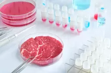 Meat sample in open disposable plastic cell culture dish in modern laboratory or production facility. Concept of clean meat cultured in vitro from animal somatic cells.