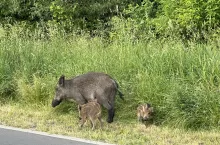 Szkody łowieckie: rolników czeka rewolucja w zgłaszaniu i szacowaniu strat?