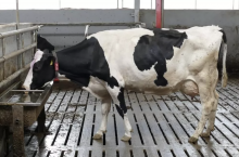 Każde ograniczenie pobrania wody przez krowy szybko odbija się na produkcyjności krowy, bowiem średnio na każdy litr produkowanego mleka, krowa musi pobrać około 2-3,5 litra wody.