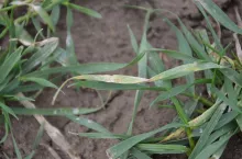 septorioza, rdza brunatna, choroby zbóż