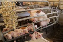 Lochy mające dostęp do słomy mniej czasu spędzają, leżąc na brzuchu, częściej wykładają się na boku i dłużej eksponują wymię w porównaniu ze zwierzętami bez dostępu do słomy.
