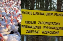 Grypa Ptaków H5N1