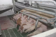 Zdrowotność i tempo wzrostu prosiąt w głównej mierze uzależnione są od mleczności lochy